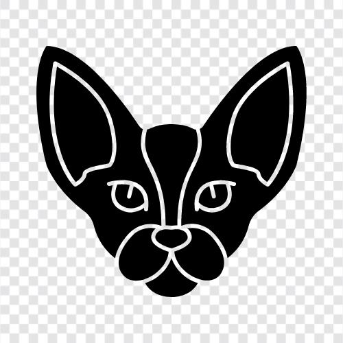 Sphynx, Sphynx Cat Breeds, Sphynx Cat icon svg