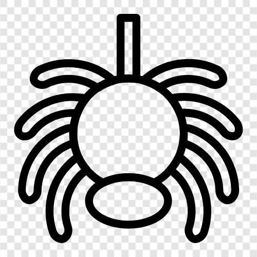 spider icon svg