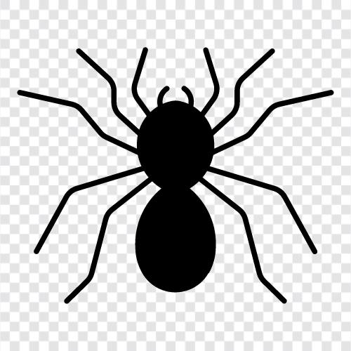 spider, animal, pet, venom icon svg