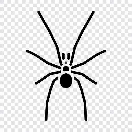 Spiderman, Spiders, Spiderman, SpiderWoman icon svg