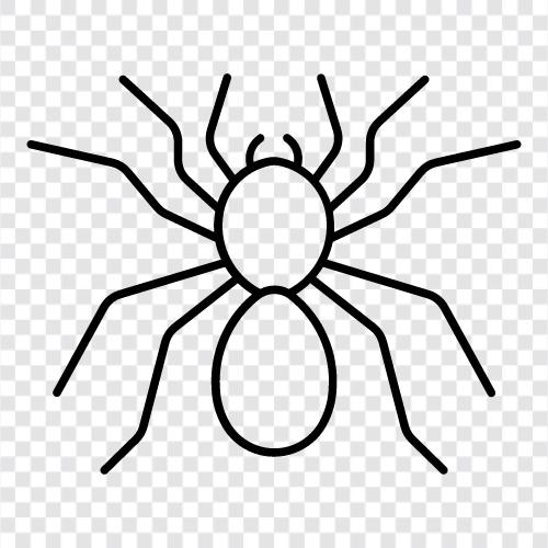 spiders, arachnids, eightlegged creatures, tarantula icon svg