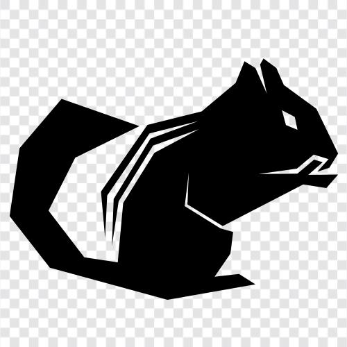 Eichhörnchen, Tier, Tiergeräusche, Tiergeräusche herunterladen symbol