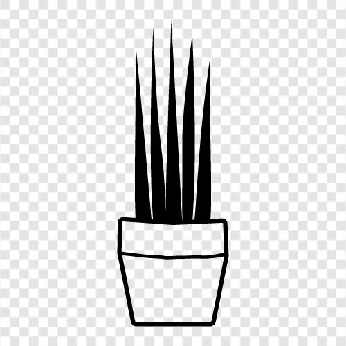 saftig, Hauspflanze, Kaktus, saftiger Garten symbol