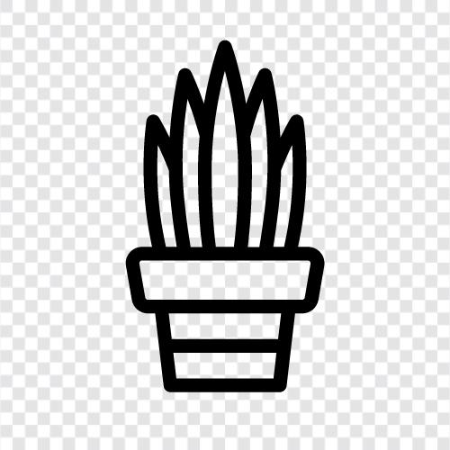 Sukkulente, Hauspflanze, pflegeleicht, geringes Licht symbol