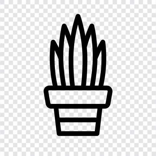 succulent, houseplant, easy care, low light icon svg