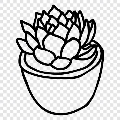 succulent plants, succulent house plants, succulent plants for sale, succulent icon svg