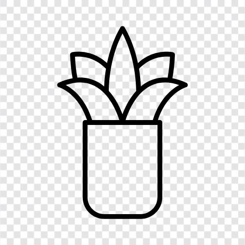 Sukkulente Pflanzen, Sukkulente Pflanzen zum Verkauf, Sukkulente Pflanzen für die, Sukkulente symbol