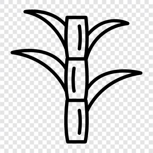 Zucker, Rohr, Plantage, Landwirtschaft symbol