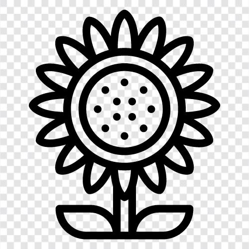 Sonnenblumenkerne, Sonnenblumenöl, Sonnenblumenbutter, Sonnenblume symbol