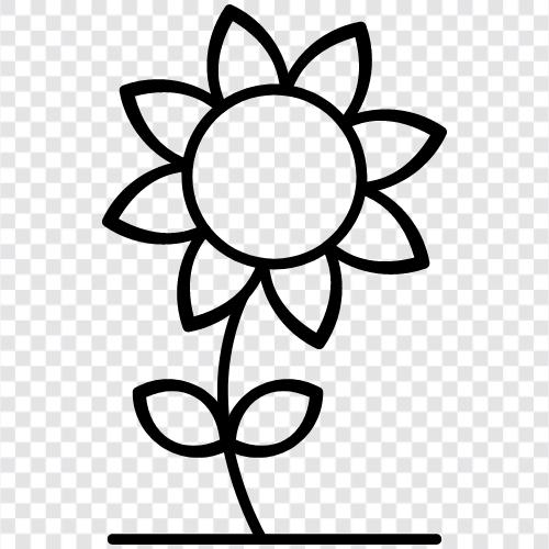 Sonnenblumen, Sonnenblumenkerne, Sonnenblumenöl, Sonnenblumenbutter symbol