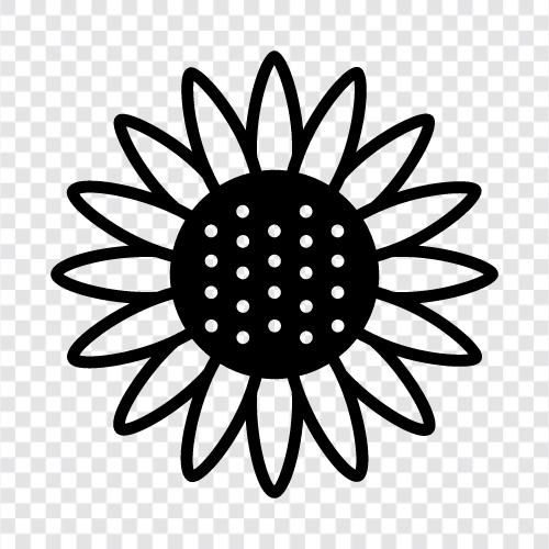 sunflowers, sunflower seeds, sunflower oil, Sunflower icon svg