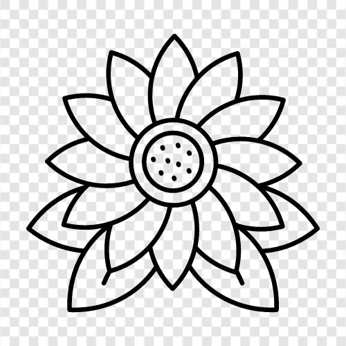 Sonnenblumen, Sonnenblumenkerne, Sonnenblumenöl symbol