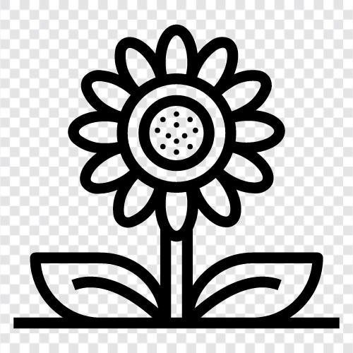 ayçiçeği, çiçek, dahlia ikon svg