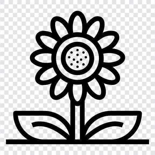 sunflowers, flowers, blooms, dahlias icon svg