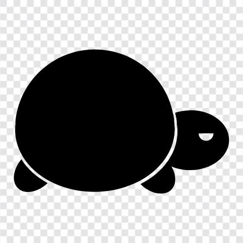 tortoise, sea turtle, hawksbill turtle, leatherback turtle icon svg