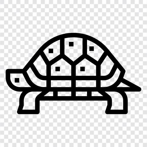 tortoise, slow, sloth, seagull icon svg