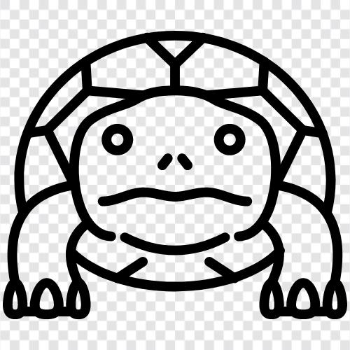 tortoise, monitor, carapace, plastron icon svg