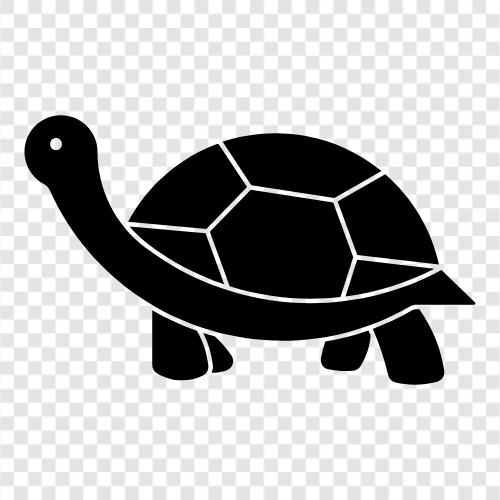 tortoise, turtle, animal, pet icon svg