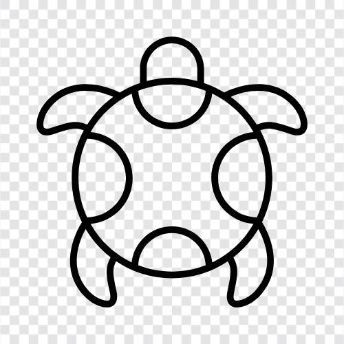 tortoise, hermit, wild, animal icon svg