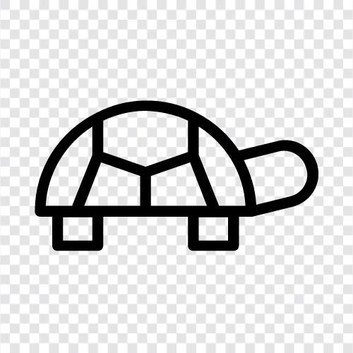 tortoise, aquatic, aquatic animal, aquatic environment icon svg