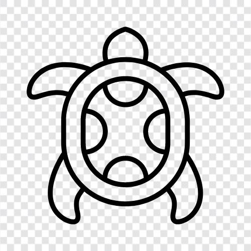 tortoise, turtles, tortoises, turtle icon svg