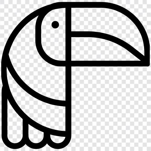 toucan, toucan bird, toucan migration, toucan Lebensraum symbol