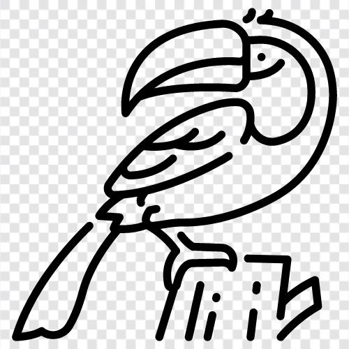 Toucaniform, Toucanidae, Toucaniformes, Toucan symbol