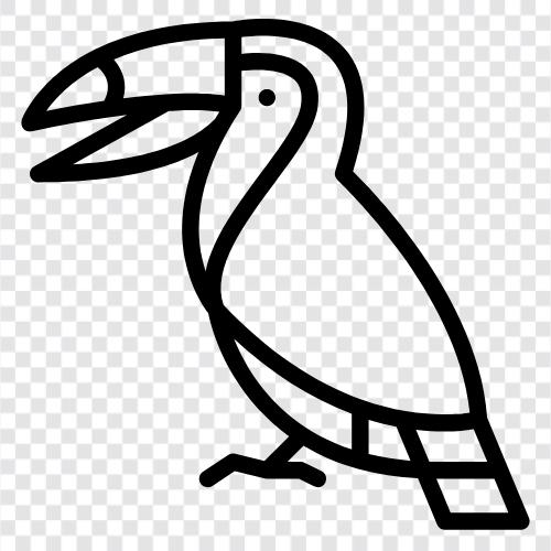 toucaniformes, toucan, sarı gagalı toucan ikon svg