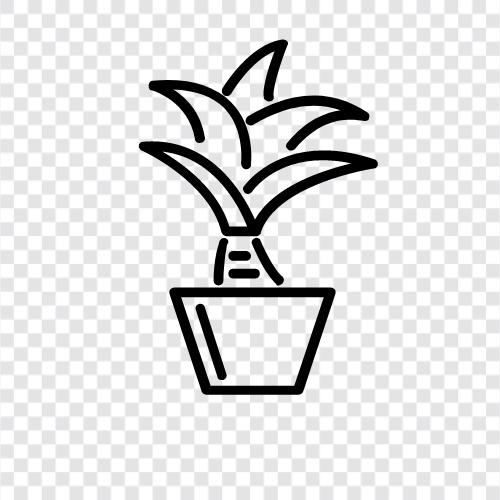 tropikal, palm, ağaç, yapraklar ikon svg