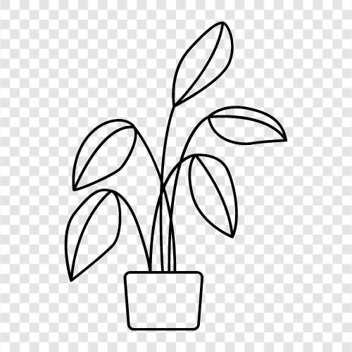 tropical plants, exotic plants, indoor plants, house plants icon svg