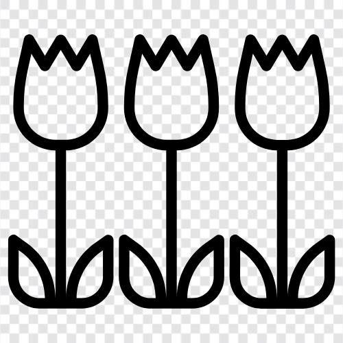 Tulpenhandel, Tulpenvorräte, Tulpenpreise symbol