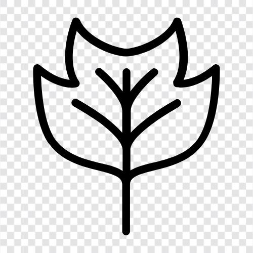 Tulpenpappelbaum, Tulpenpappelblätter, Tulpenpappelblatt symbol