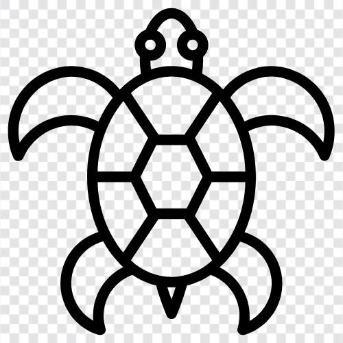 turtle soup, turtle conservation, turtle races, turtle farms icon svg