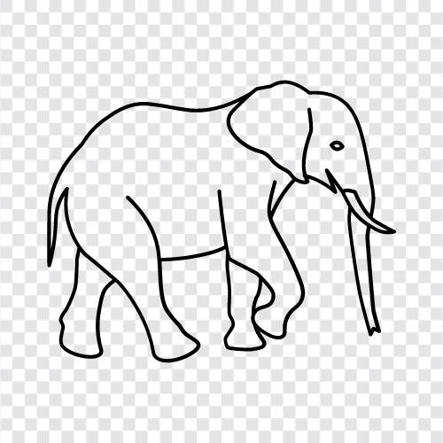 tusk, trunk, ivory, population icon svg