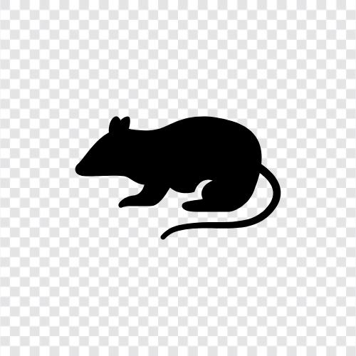 haşere, rodent, sıçan zehiri, kuduz ikon svg