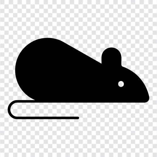 vermin, rodent, black rat, brown rat icon svg