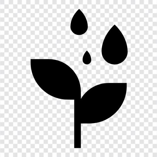 watering plants, how to water plants, when to water plants, how much icon svg