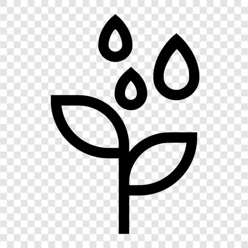 watering plants, how to water plants, watering plants in summer, plant watering icon svg