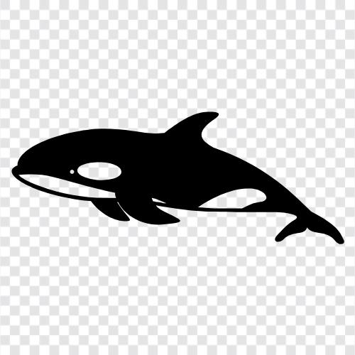 whale, cetacean, killer whale, black whale icon svg