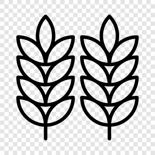 Weizen, Ohren, Getreide, Ernährung symbol