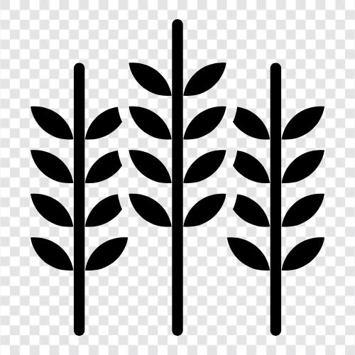 Weizengras, Gerste, Hafer, Roggen symbol