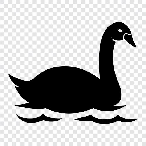 weiß, Möwe, Albatross, Meer symbol