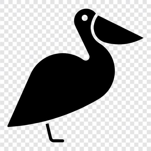 white pelican, black pelican, seagulls, Australian icon svg