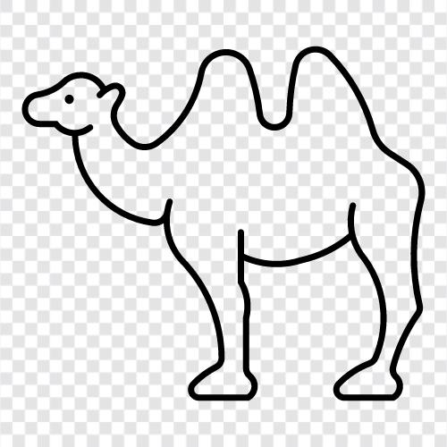 vahşi deve, çöl devesi, dromedary deve, lama ikon svg