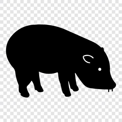 Yaban domuzu, feral domuz, kavrulmuş domuz, kavrulmuş peccary ikon svg