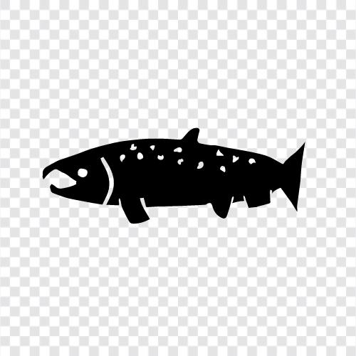 Wildlachs, rosa Lachs, Chinook Lachs, Lachszucht symbol