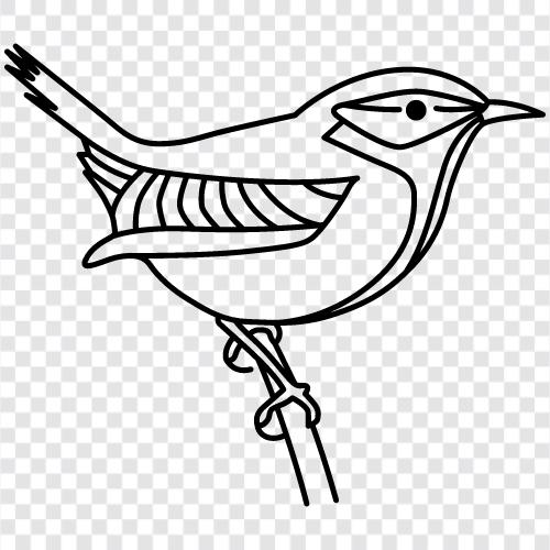 Wrens, Brown Wrens, Vogel symbol