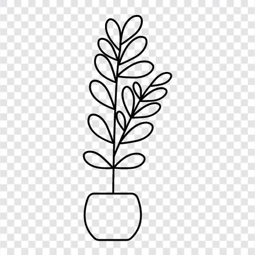 zamioculcas tea, zamioculcas health, zamioculcas icon svg