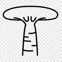 Afrikanischer Baum, Senegal Baobab, Der Baobab, Der Ba symbol