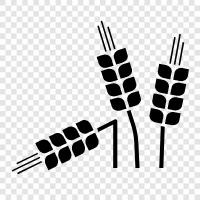 agricultural, agriculture, crop, produce icon svg